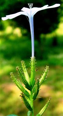 Plumbago auriculata